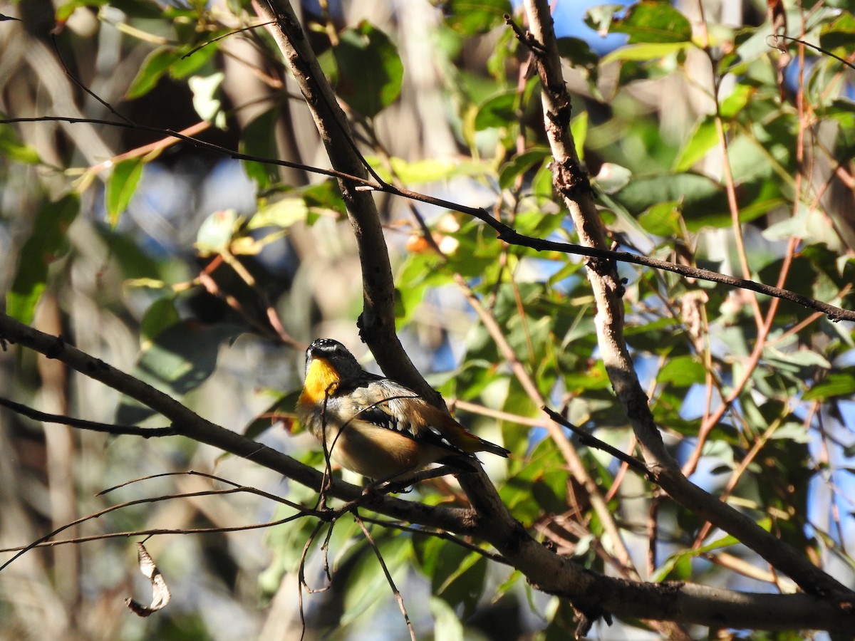 Spotted Pardalote (Spotted) - ML105366711