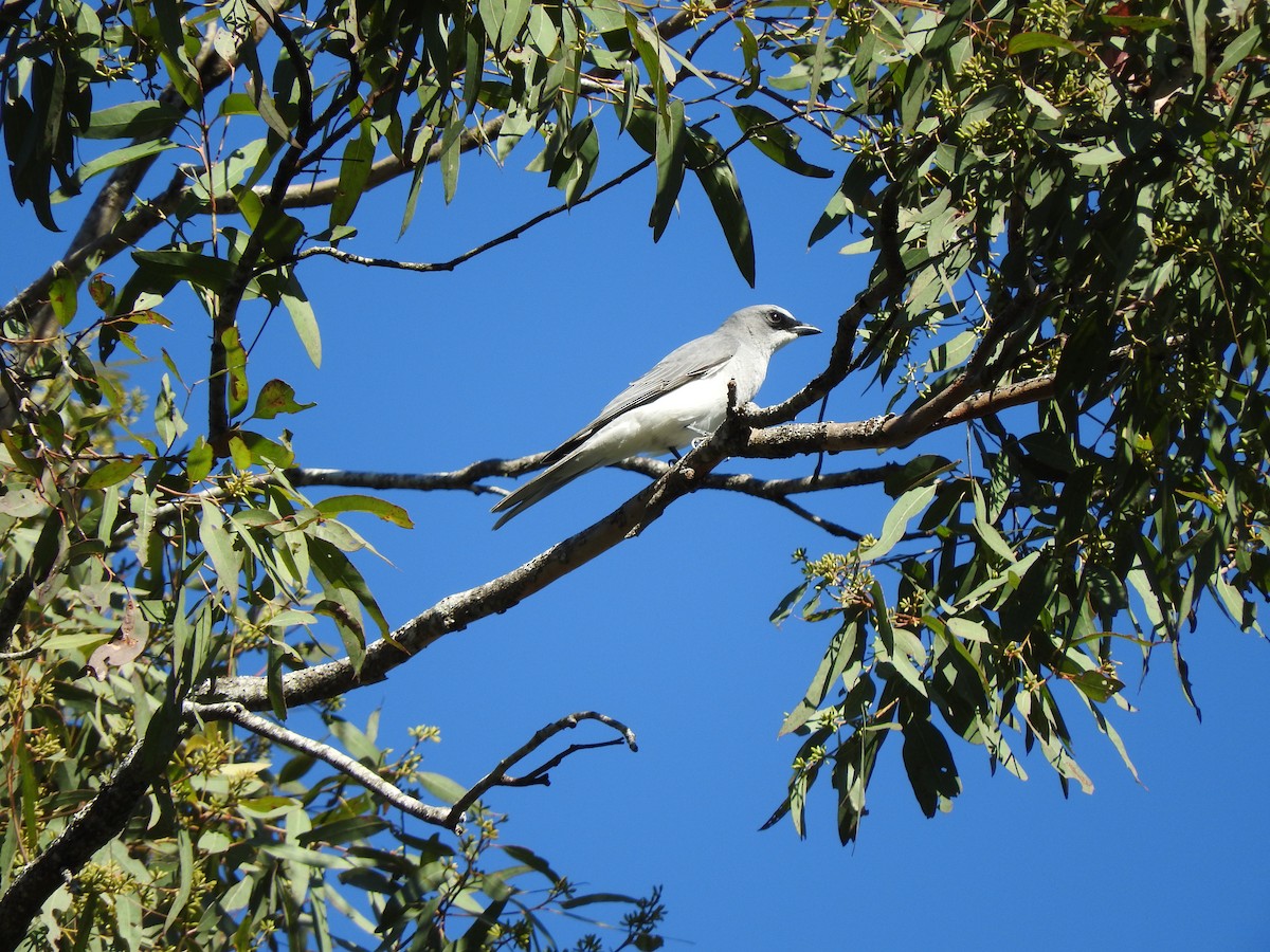 White-bellied Cuckooshrike - ML105366751