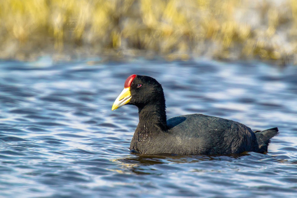 Slate-colored Coot - Pio Marshall
