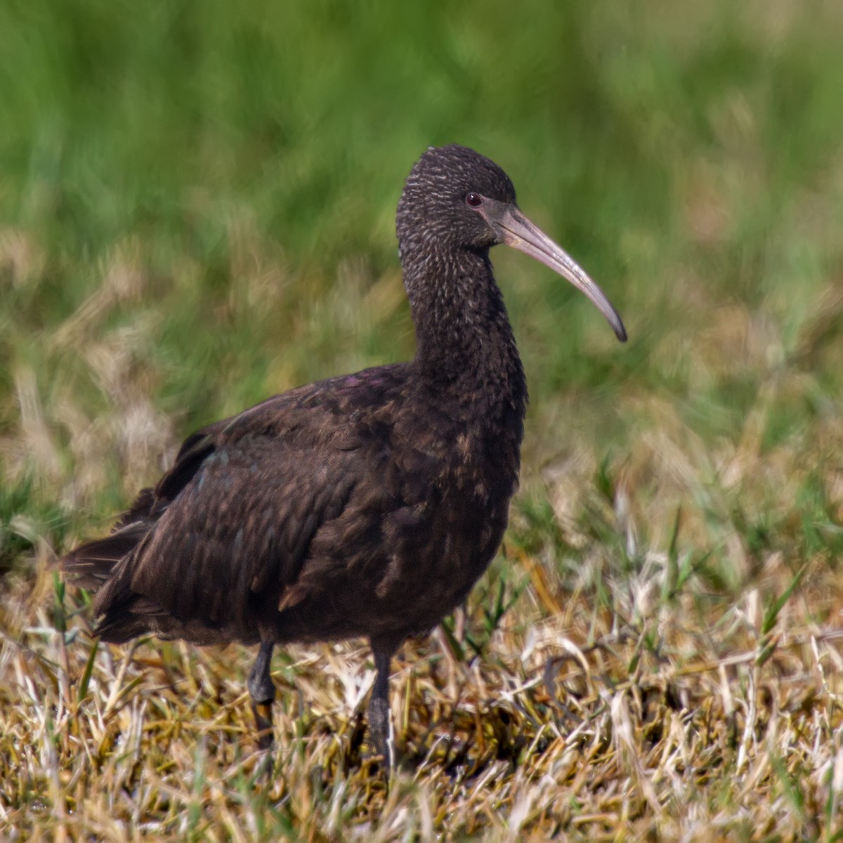 Puna Ibis - ML105367251