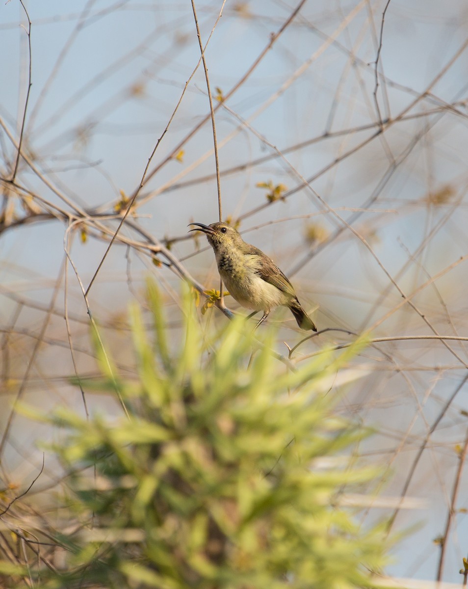 Stahlnektarvogel - ML105367311