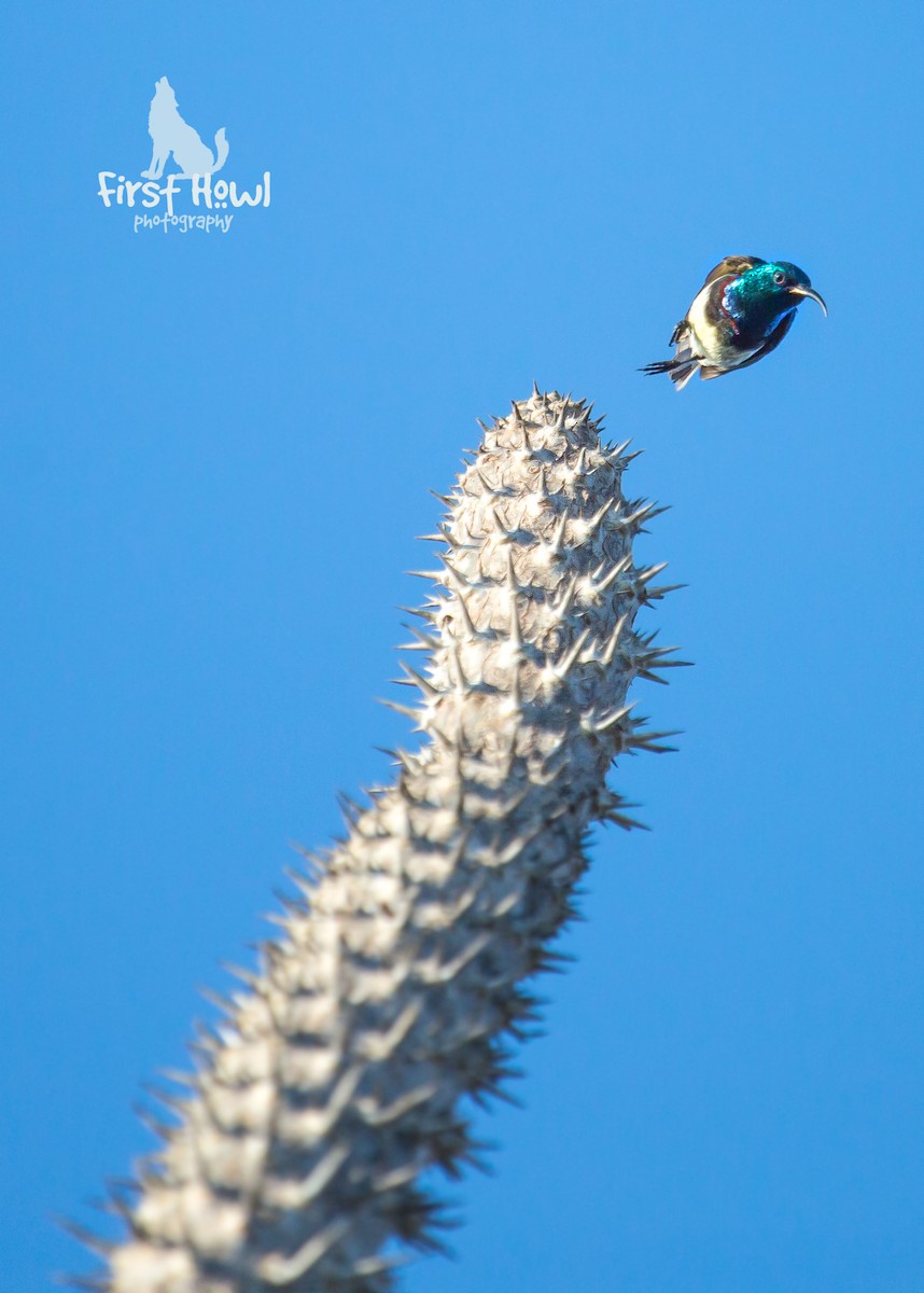 Malagasy Sunbird - ML105367961