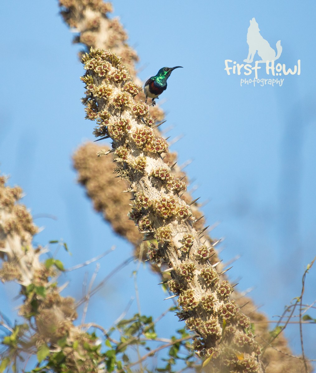 Malagasy Sunbird - Michelle Schreder