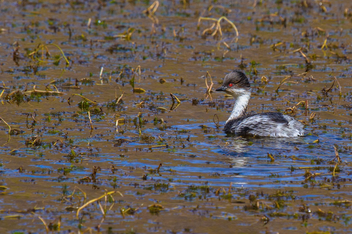 Silvery Grebe - ML105368111