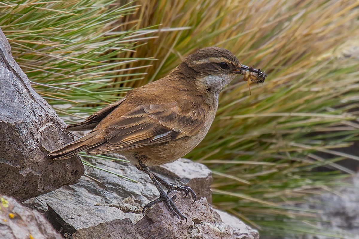 Cream-winged Cinclodes - ML105368161