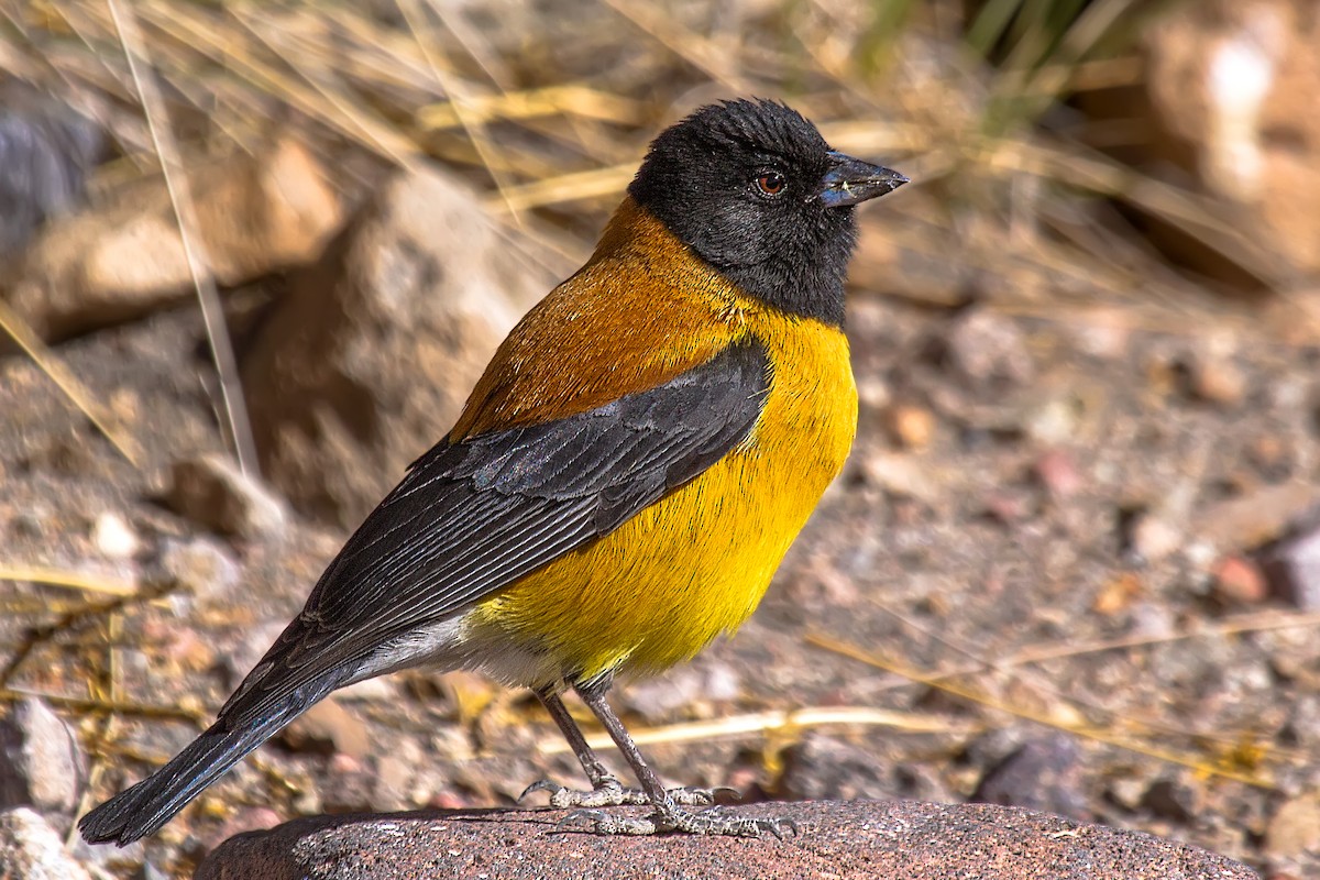 Black-hooded Sierra Finch - ML105368231