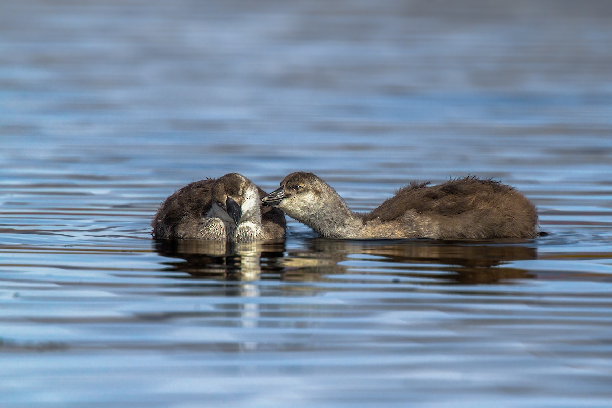 Giant Coot - ML105368421