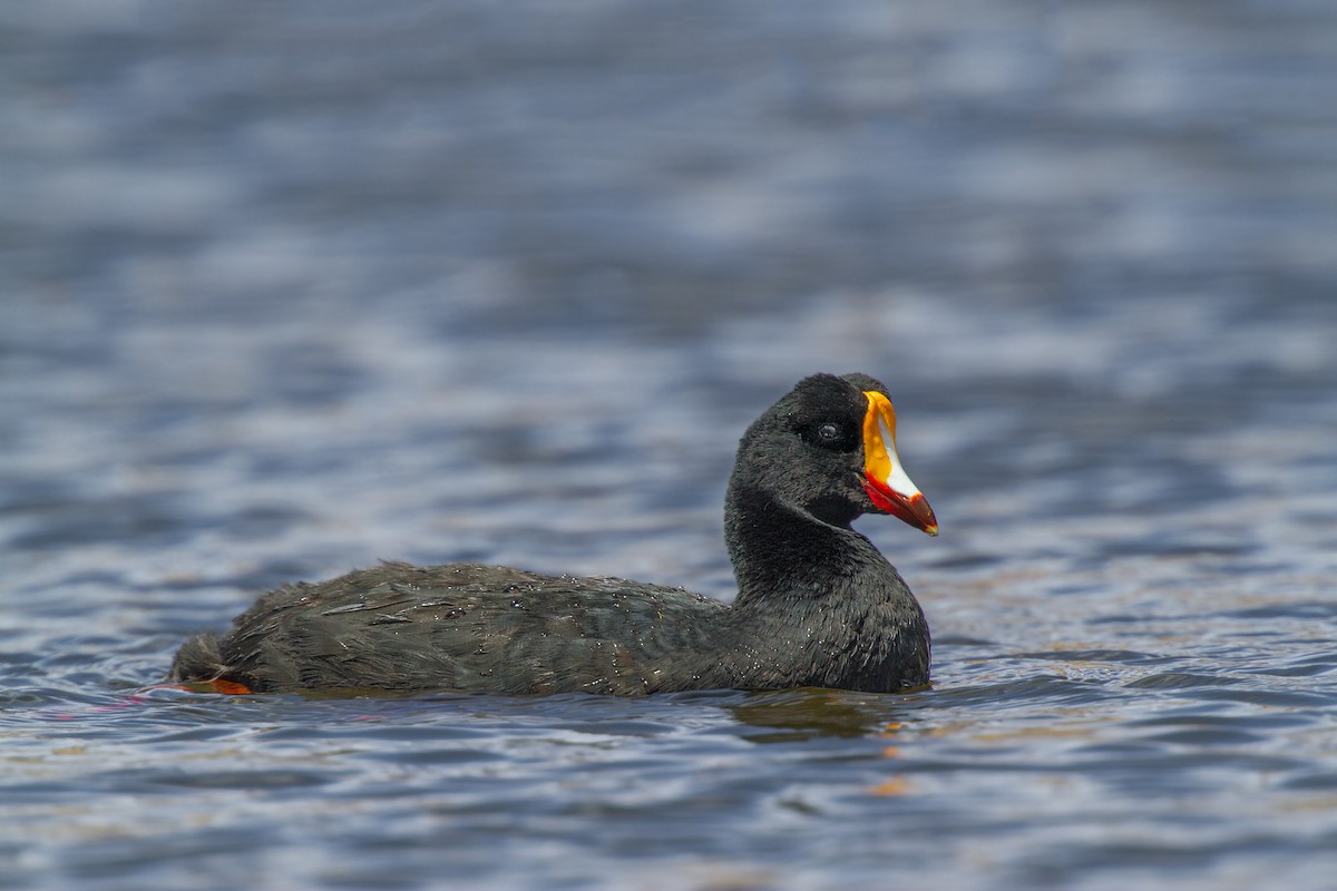 Giant Coot - ML105368431