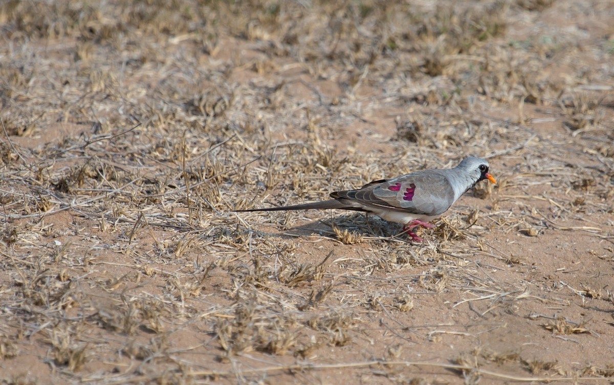 Tortolita Rabilarga - ML105368651