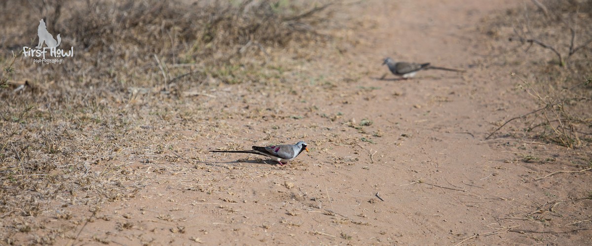 Namaqua Dove - ML105368661