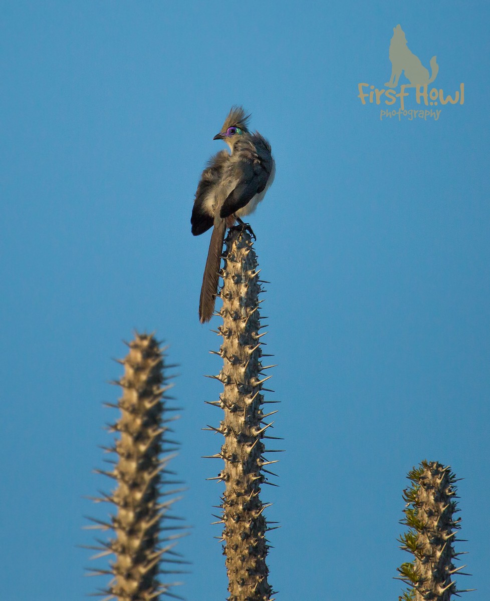 Crested Coua - Michelle Schreder