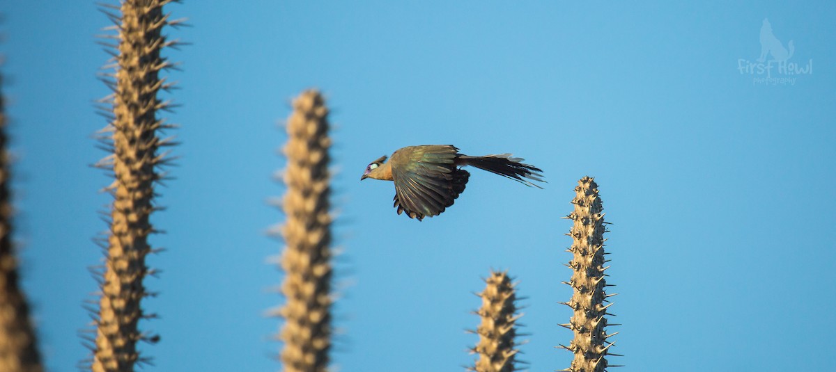 Crested Coua - Michelle Schreder