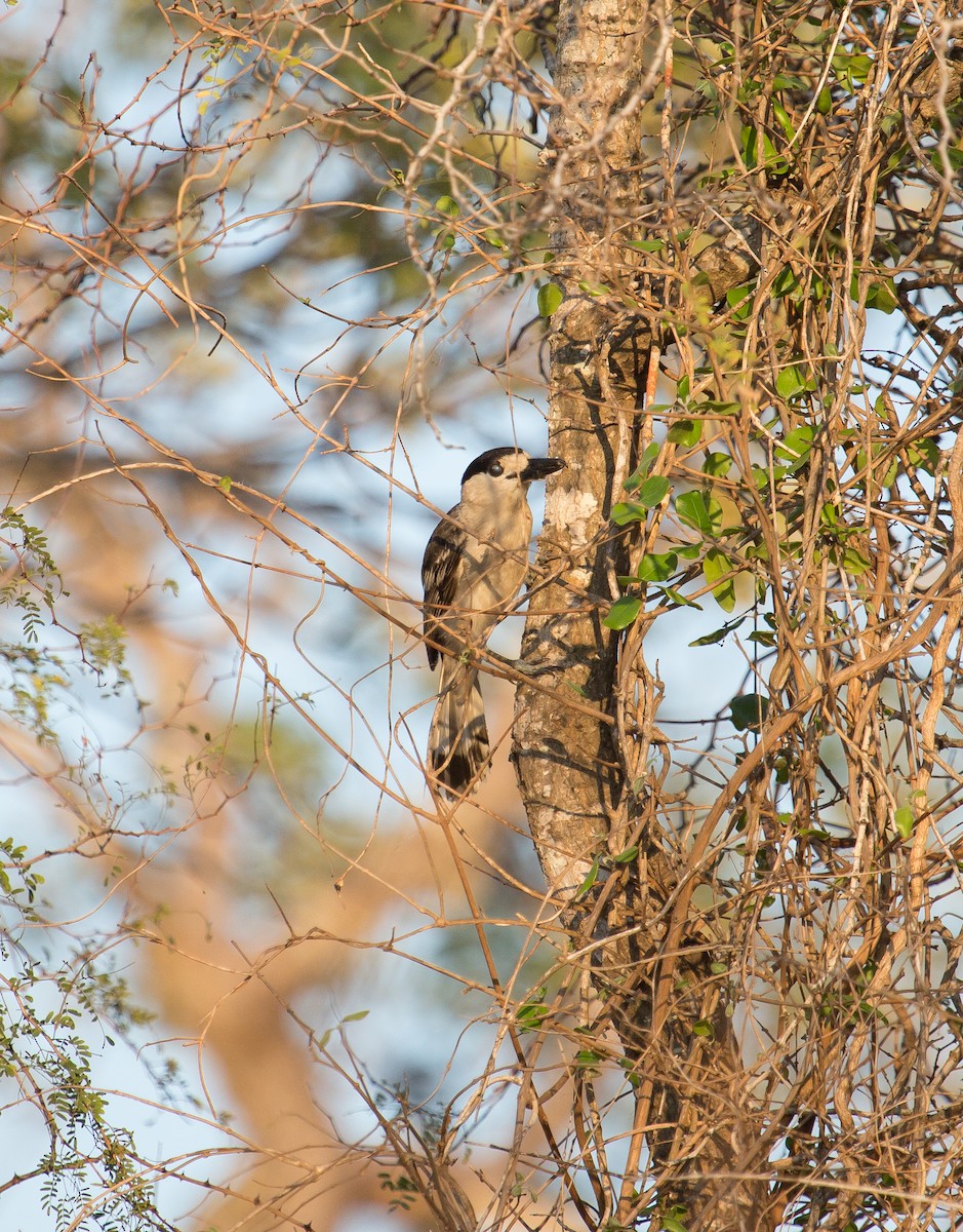 Hook-billed Vanga - ML105369041