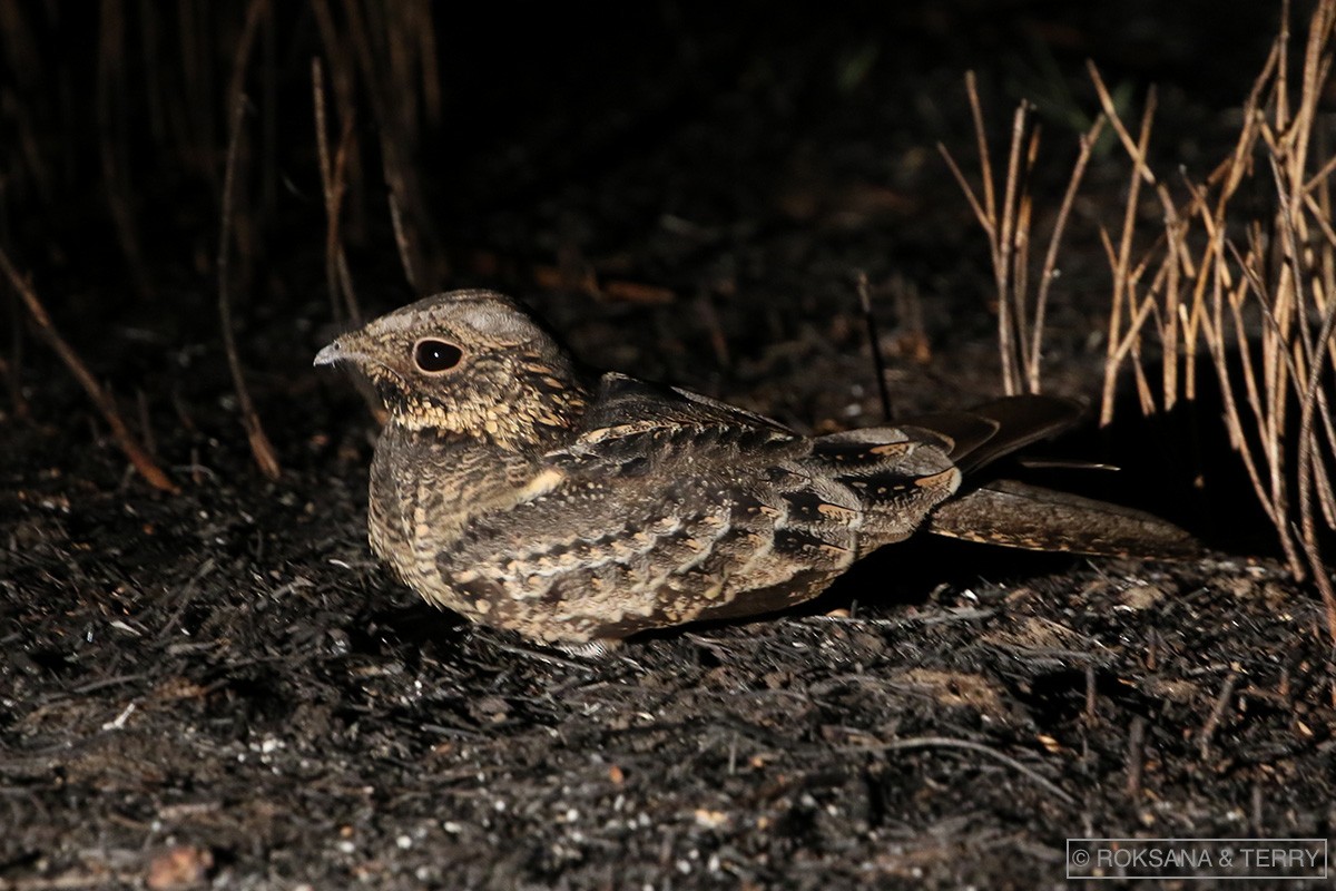 Spotted Nightjar - ML105369821