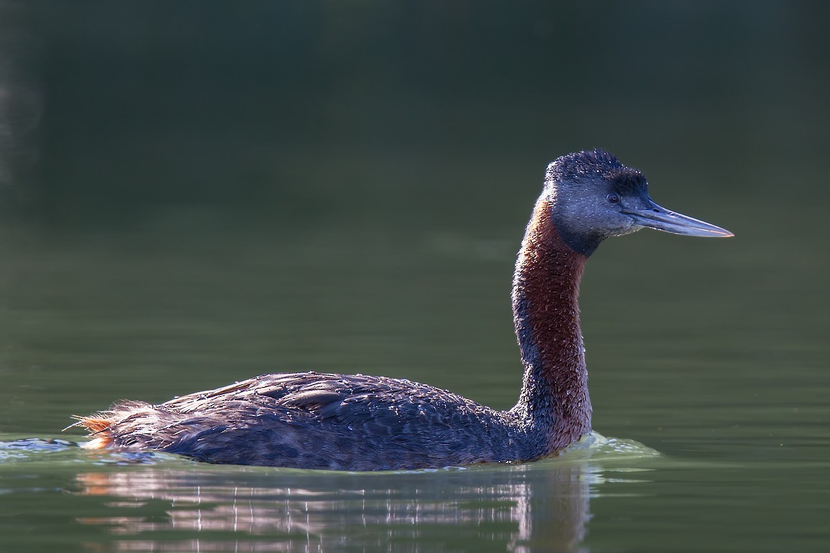 Great Grebe - ML105369931