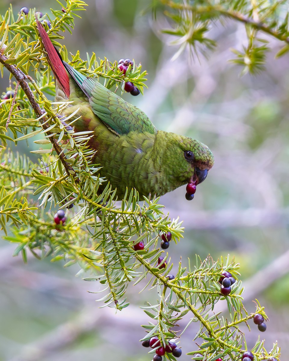 Austral Parakeet - Pio Marshall