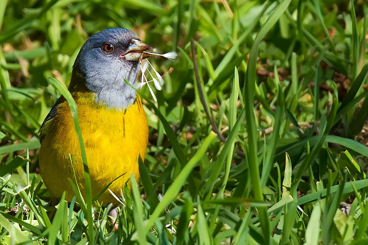 Patagonian Sierra Finch - ML105371381