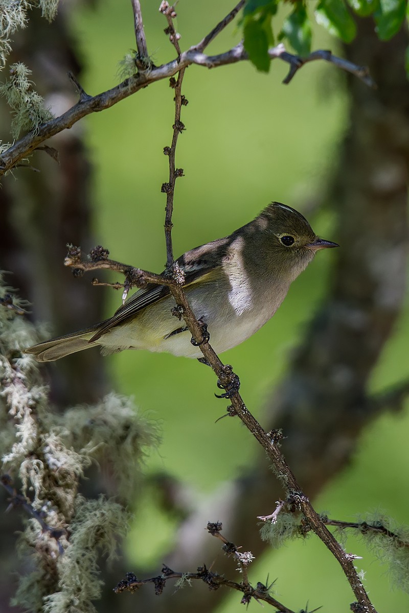 White-crested Elaenia - ML105371411