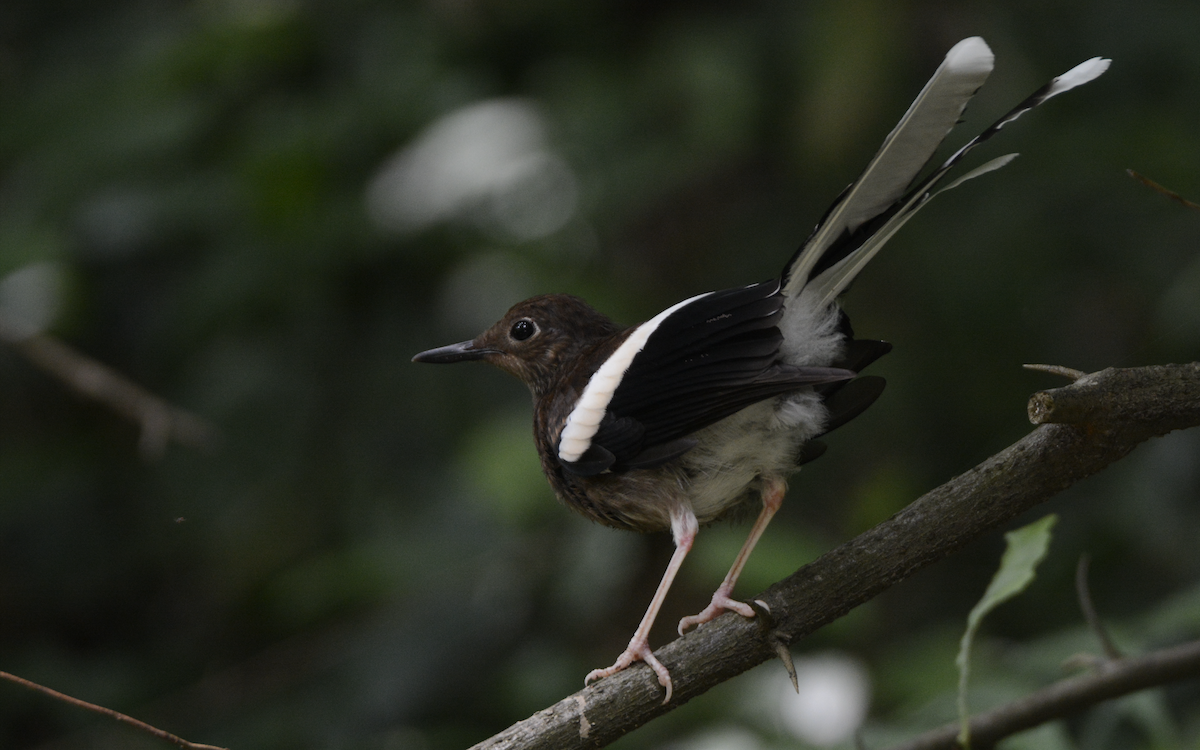 White-crowned Forktail (Northern) - Larry Chen