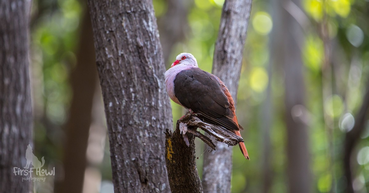 Pink Pigeon - ML105372601