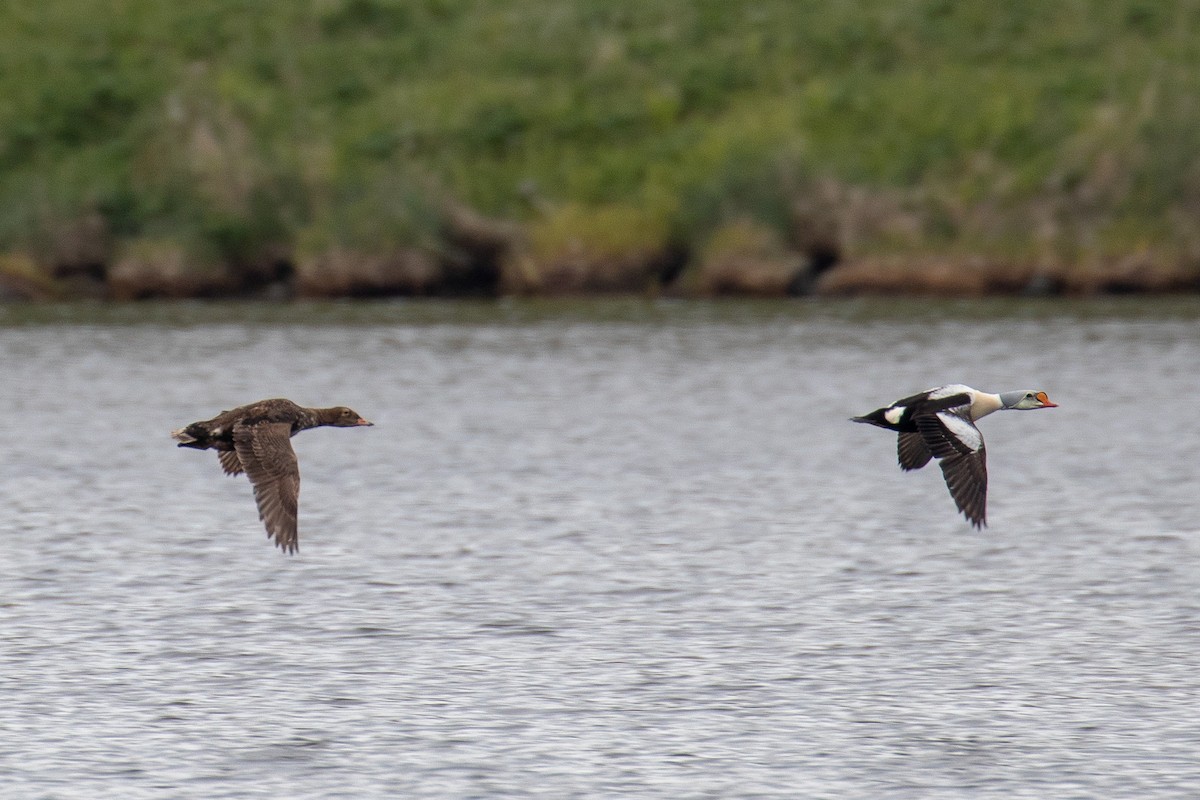 eider sp. - ML105372661