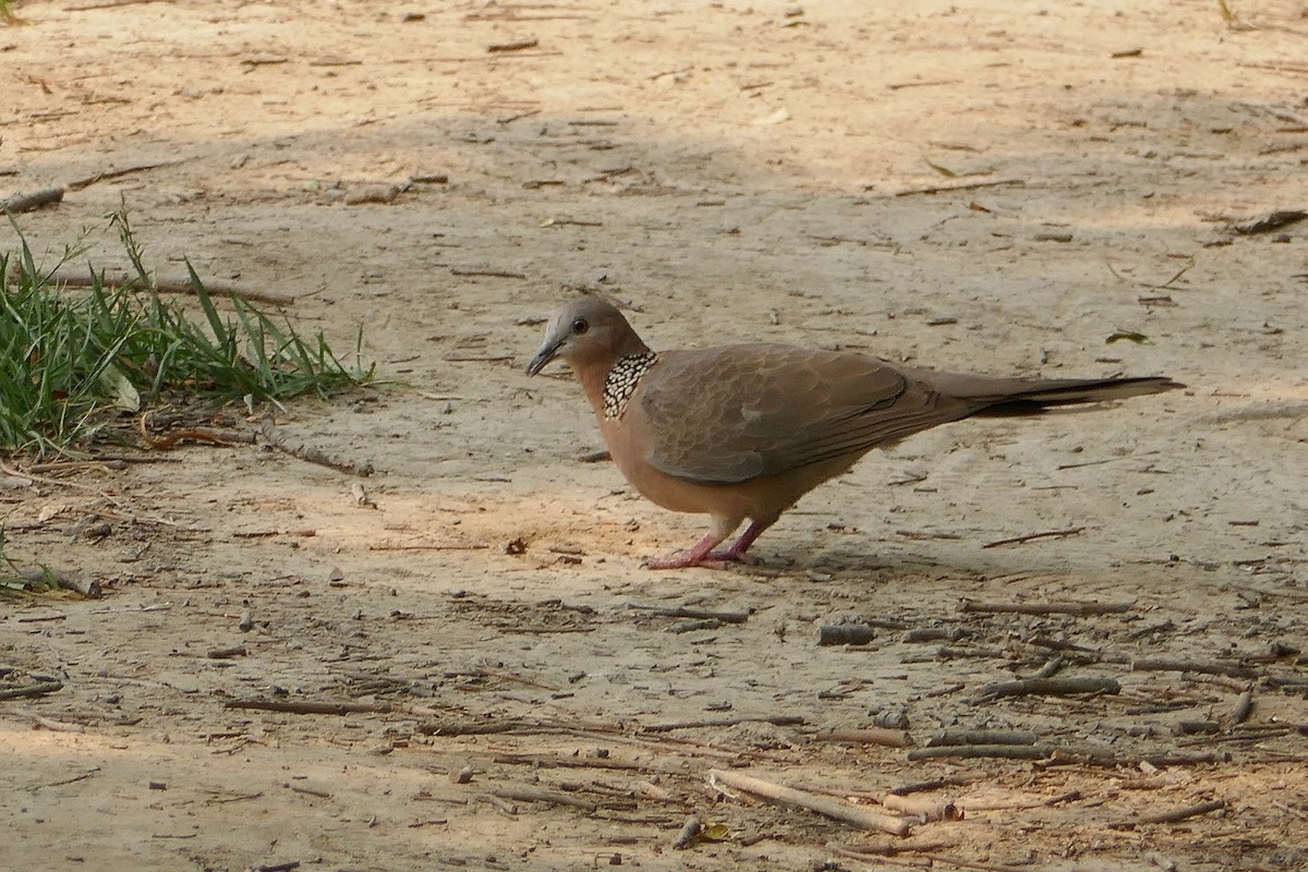 カノコバト - ML105375471