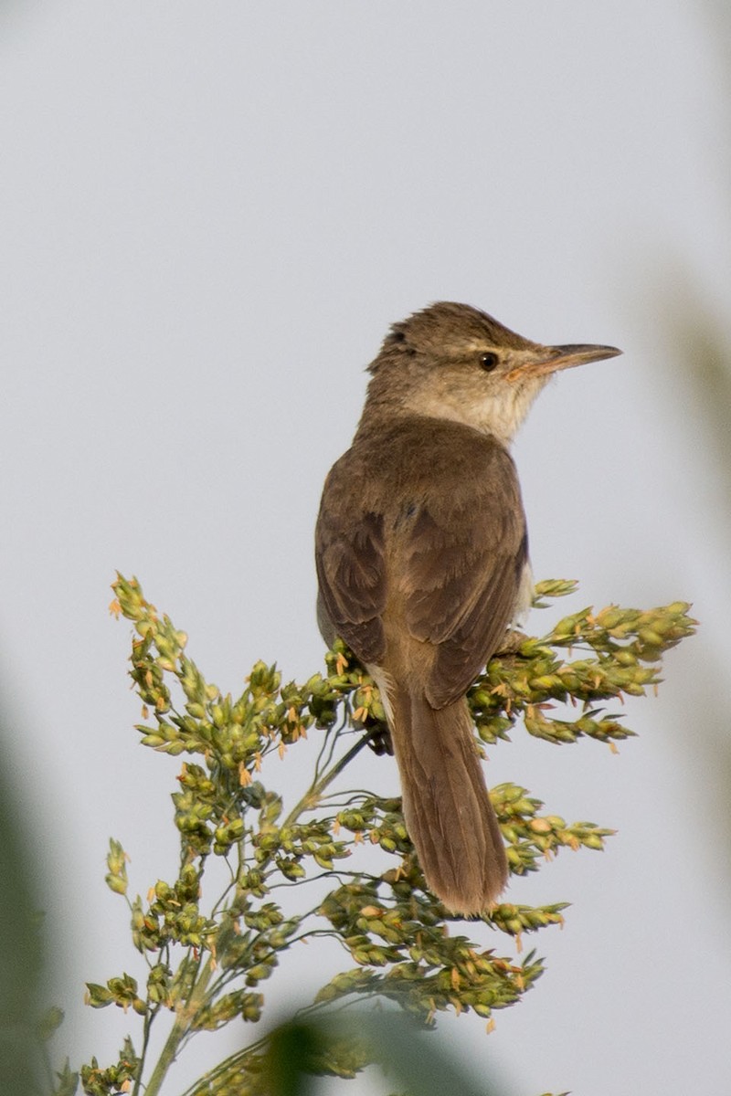 Clamorous Reed Warbler - ML105375851