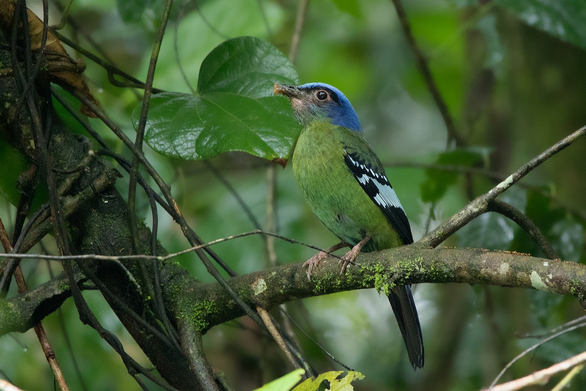 Green Cochoa - Ayuwat Jearwattanakanok