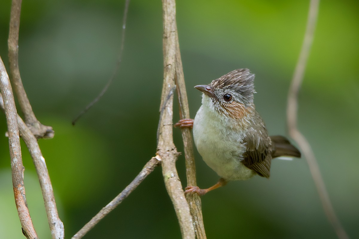 Striated Yuhina - ML105376641