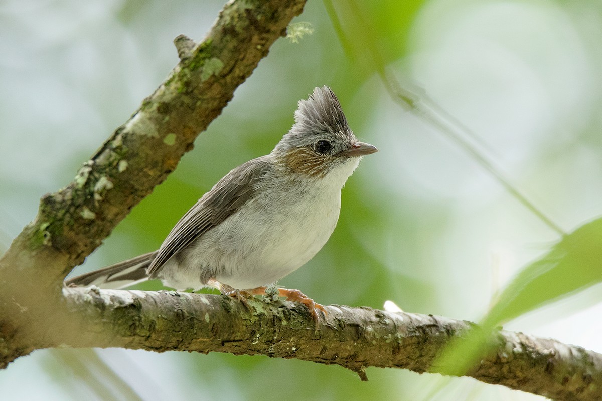 Striated Yuhina - ML105376681