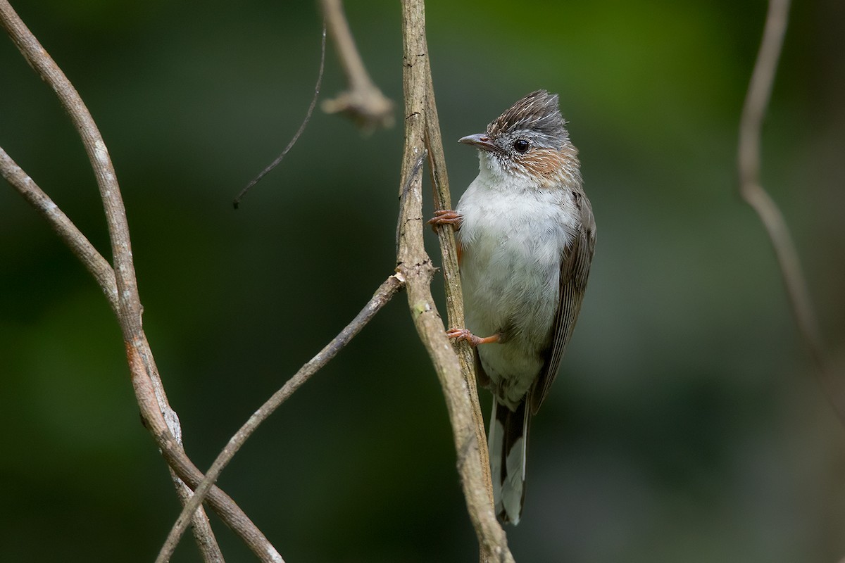 Striated Yuhina - Ayuwat Jearwattanakanok