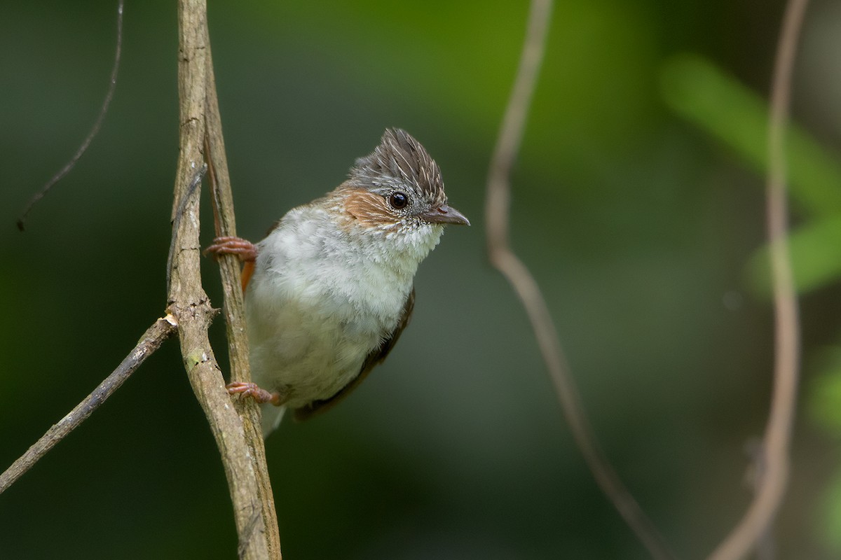 Striated Yuhina - ML105376711