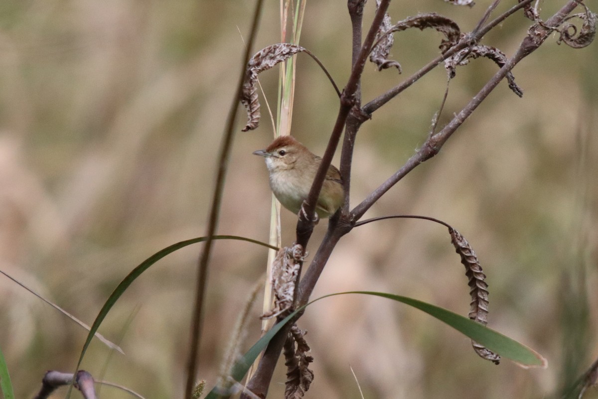 Tawny Grassbird - Donna Nagiello