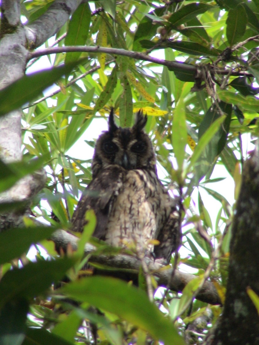 Madagascar Owl - ML105377151