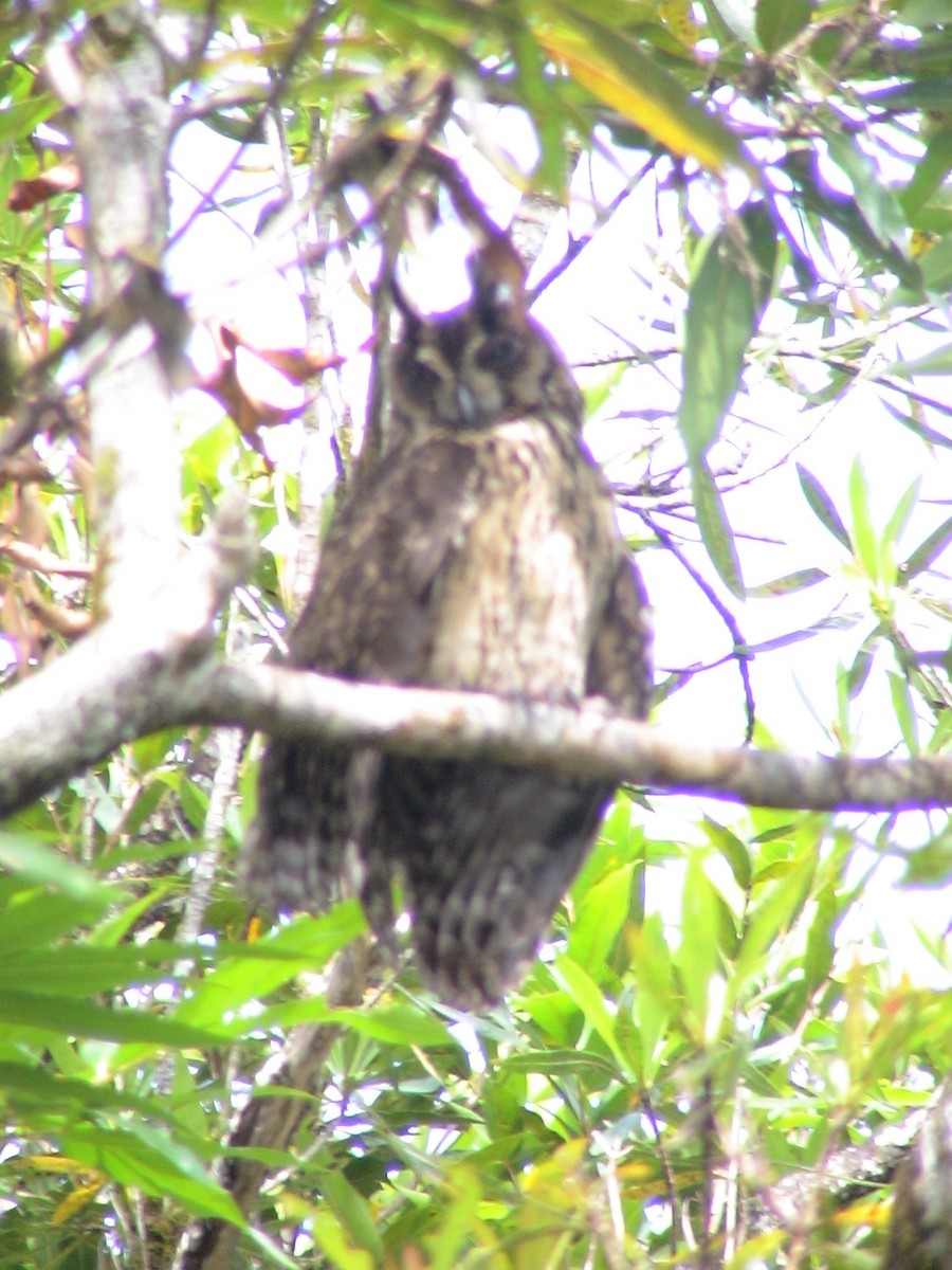 Madagascar Owl - ML105377161