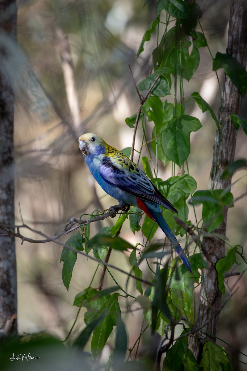 Pale-headed Rosella - ML105377751