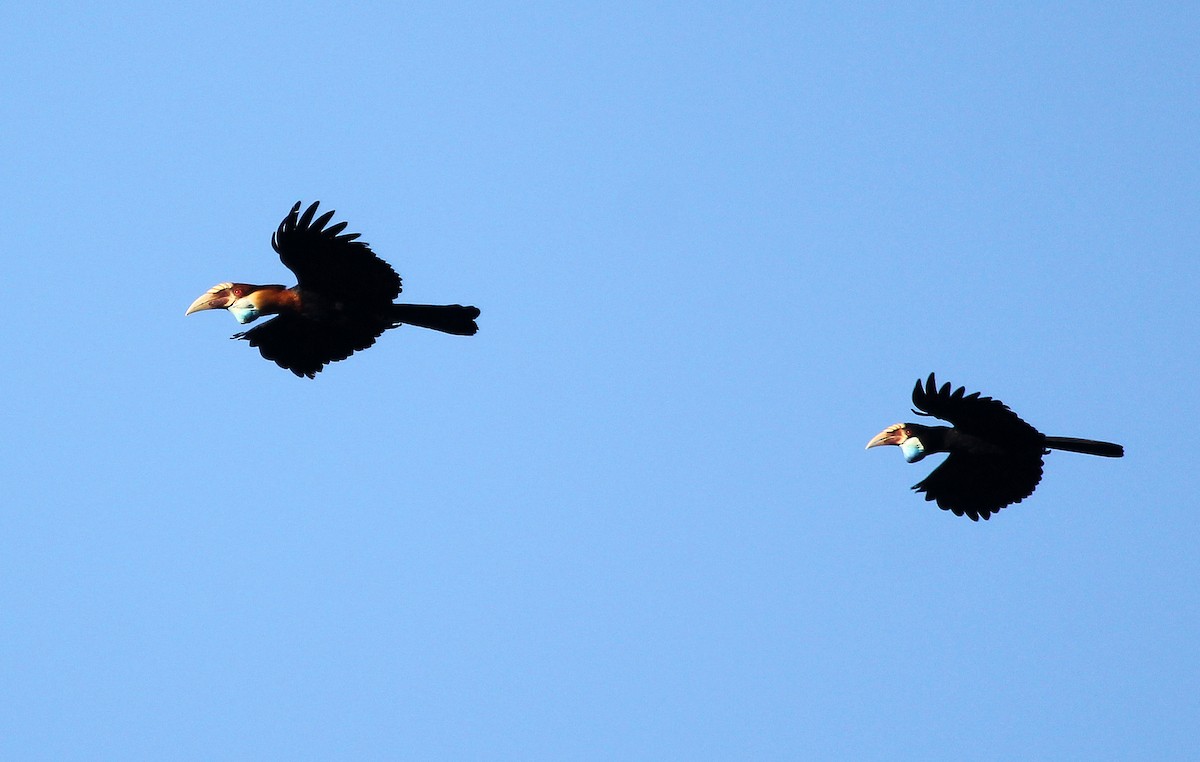 Sumba Hornbill - Stuart Kelly