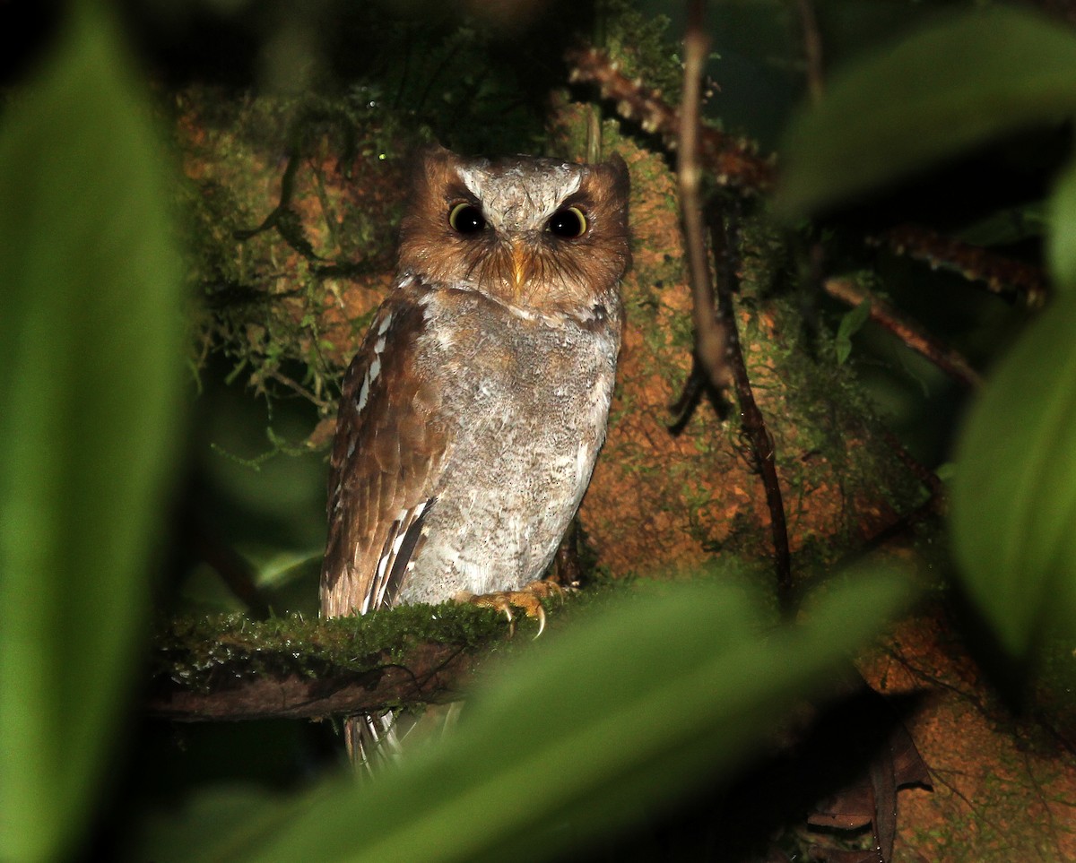 Flores Scops-Owl - ML105380621