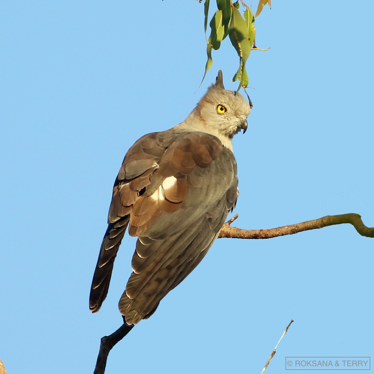 Pacific Baza - ML105380731