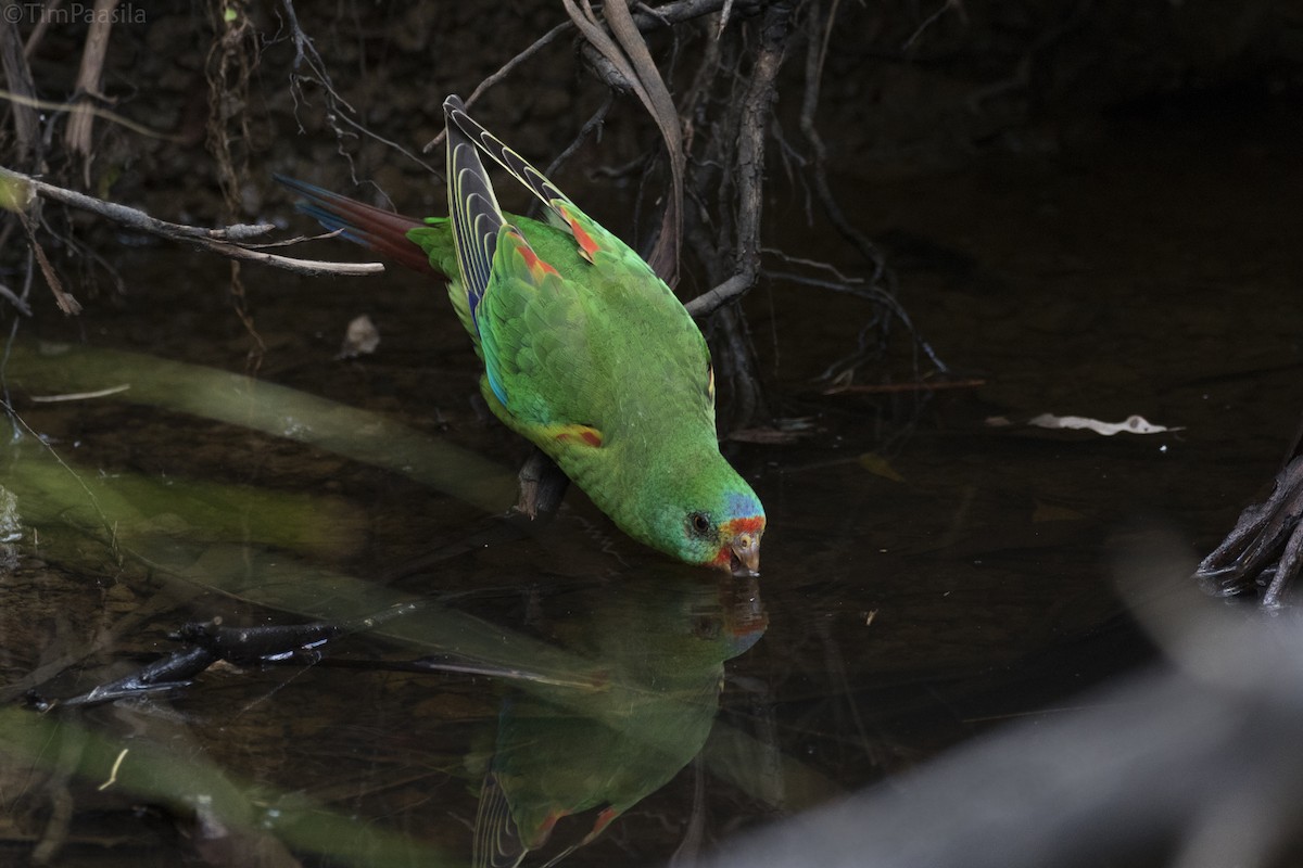 Swift Parrot - ML105381061