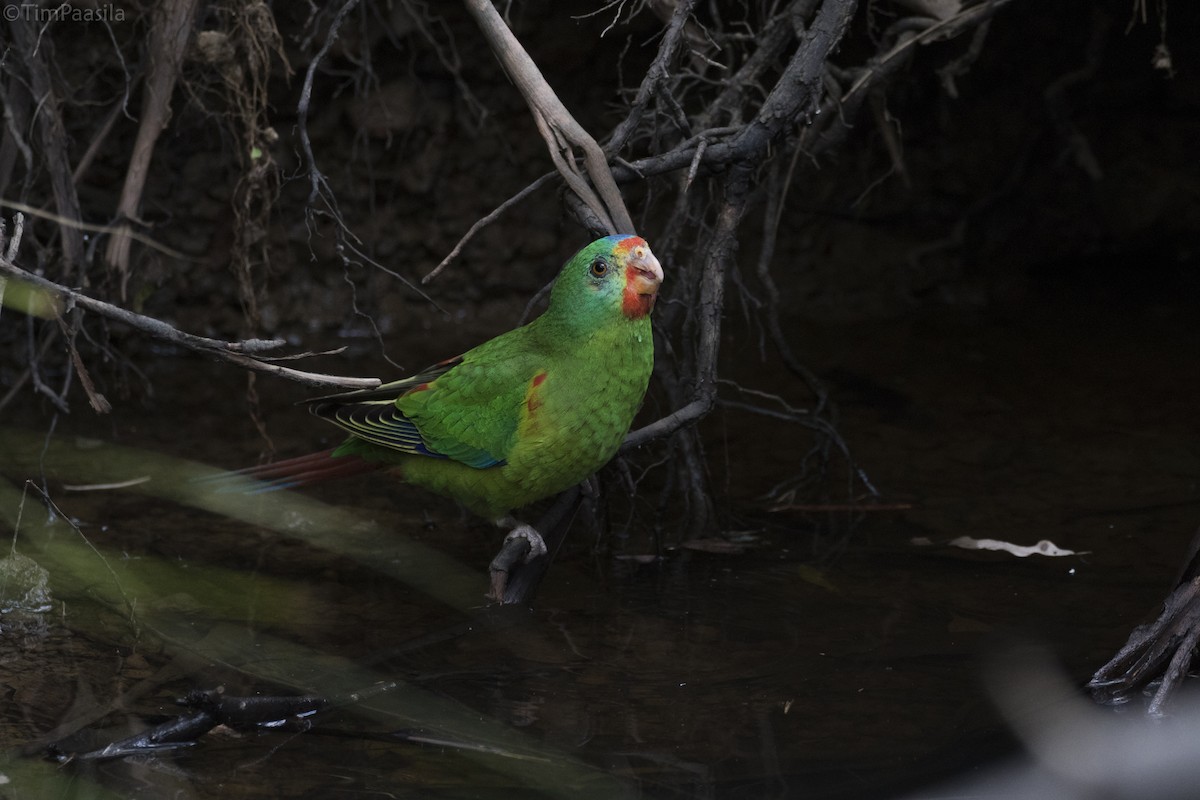 Swift Parrot - ML105381081