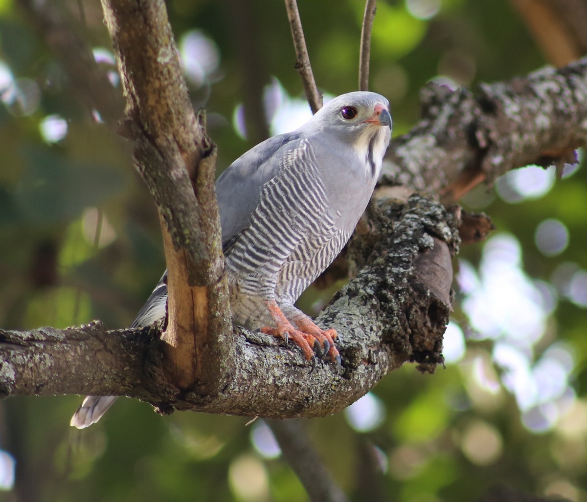 Lizard Buzzard - ML105382041