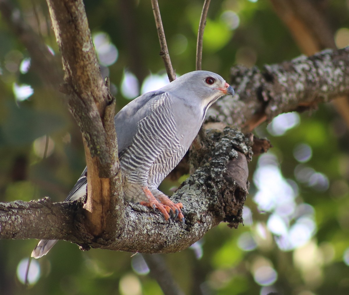 Lizard Buzzard - ML105382051