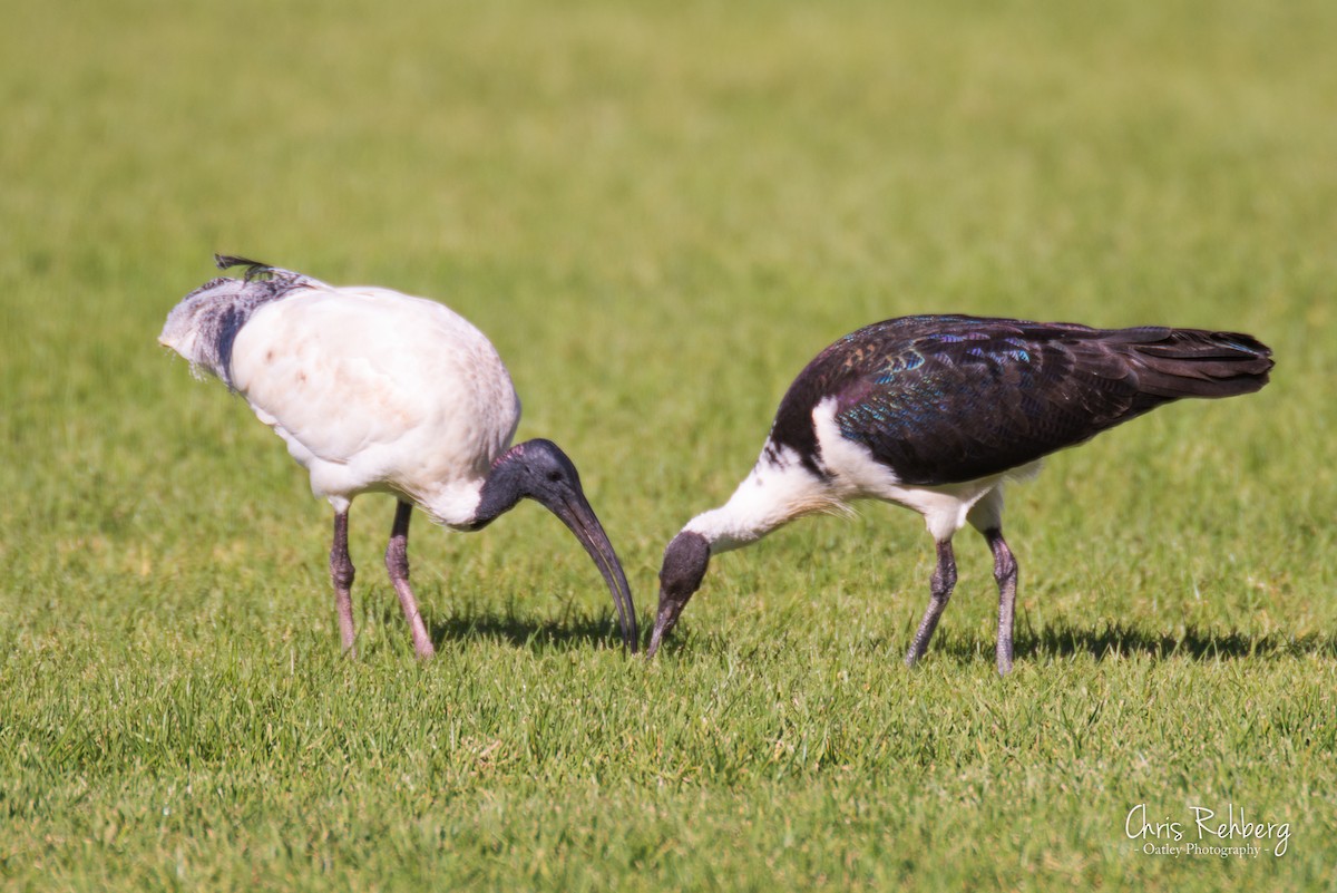 Straw-necked Ibis - Chris Rehberg  | Sydney Birding