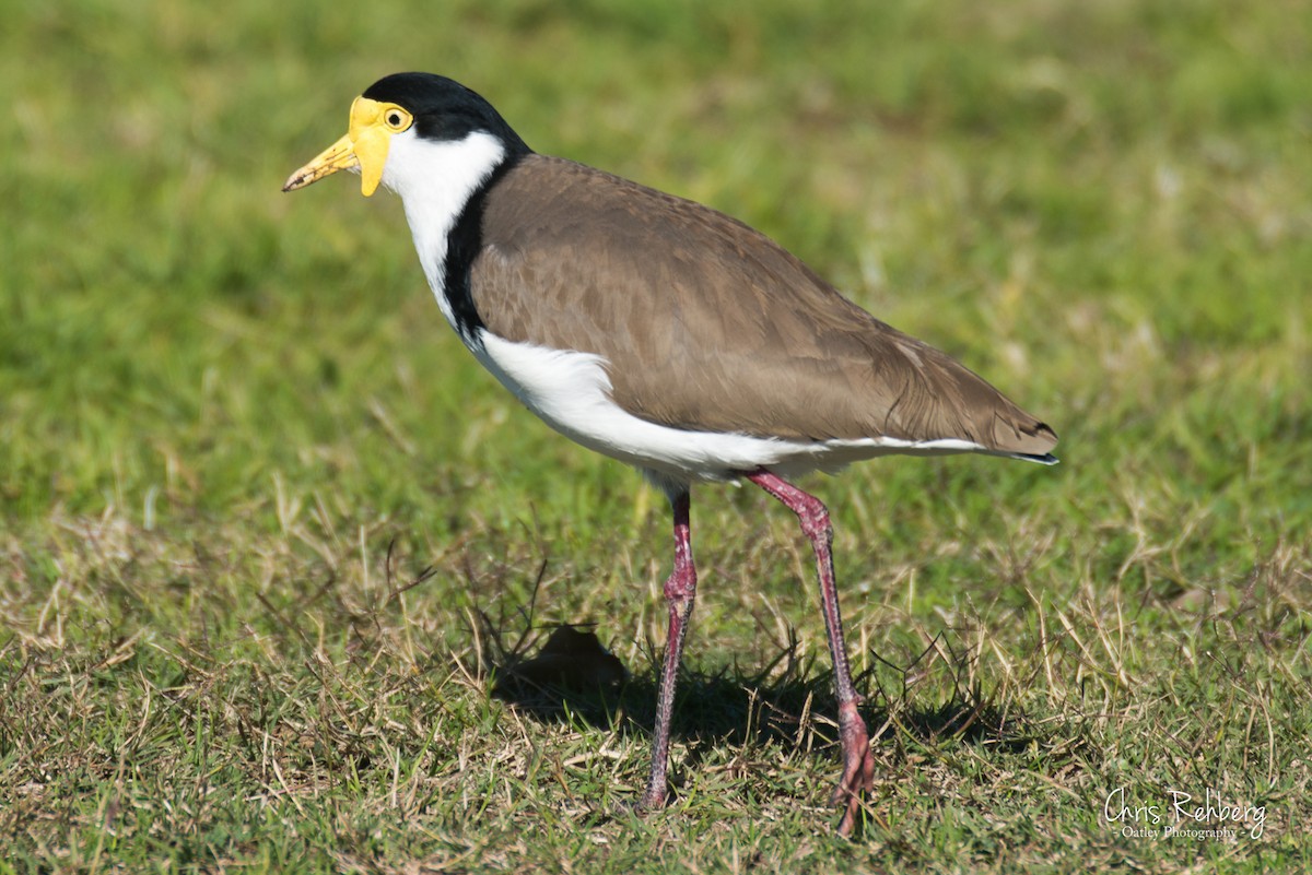 Masked Lapwing - Chris Rehberg  | Sydney Birding