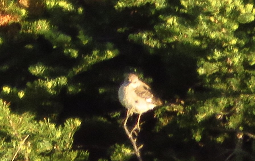 Northern Mockingbird - ML105386421