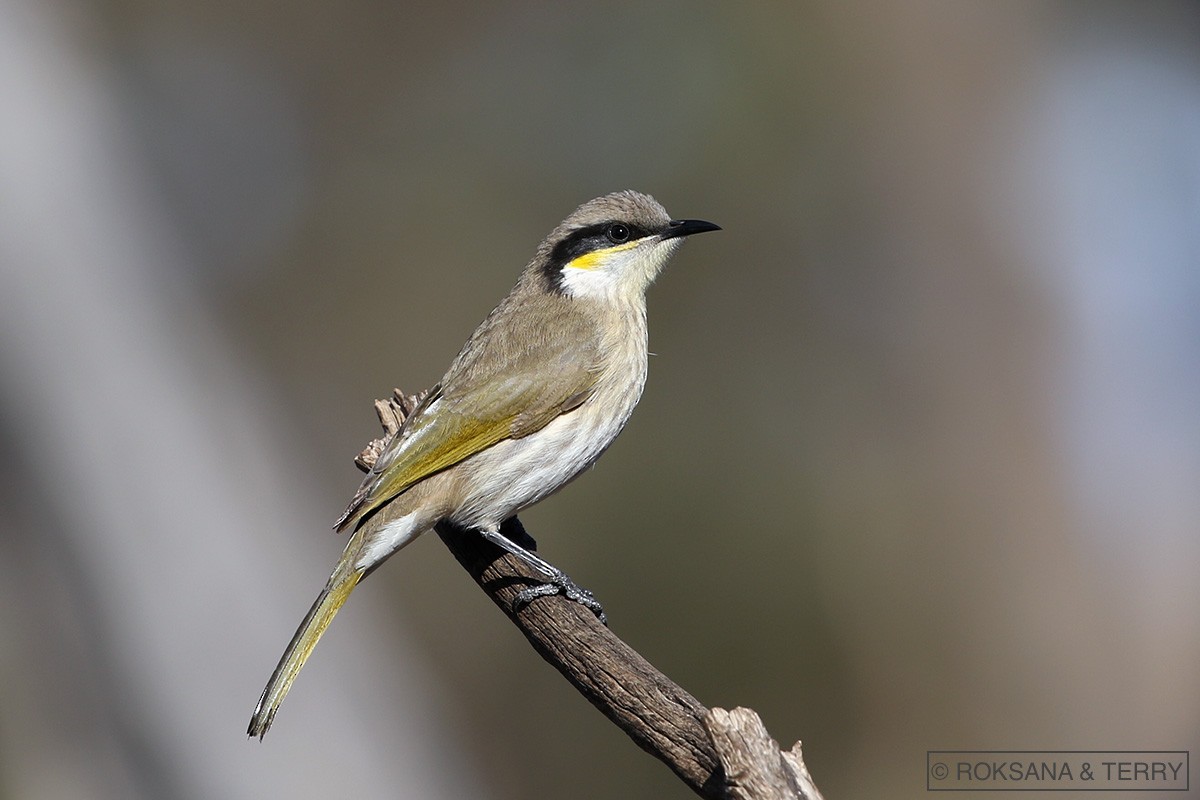 Singing Honeyeater - ML105386431