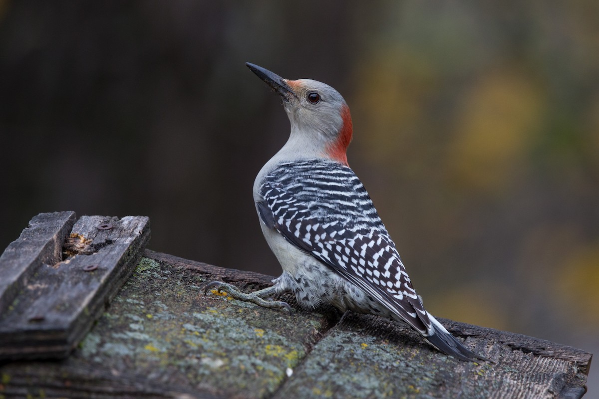 Red-bellied Woodpecker - Bob Shettler