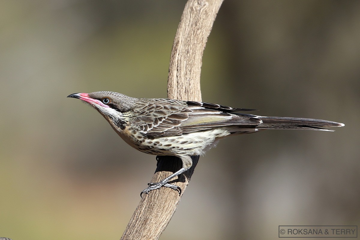 Spiny-cheeked Honeyeater - ML105386451