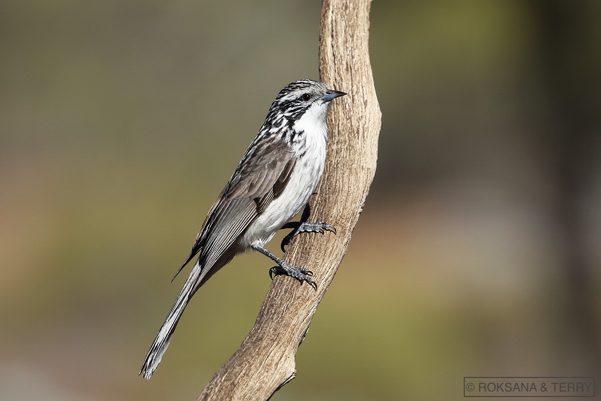 Striped Honeyeater - Roksana and Terry